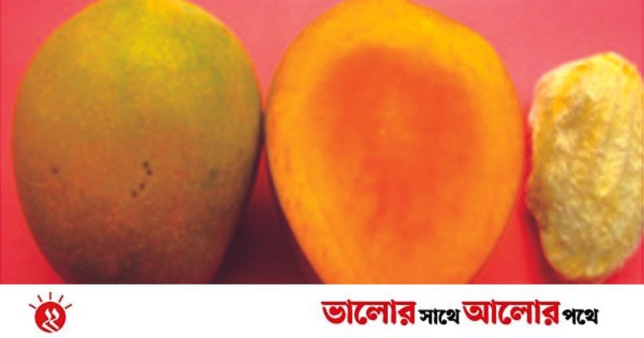 আম কেন খাব | প্রথম আলো