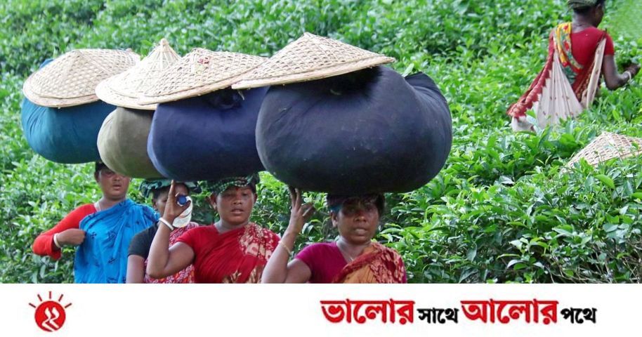 চা-পাতায় মোড়ানো জীবন  | প্রথম আলো