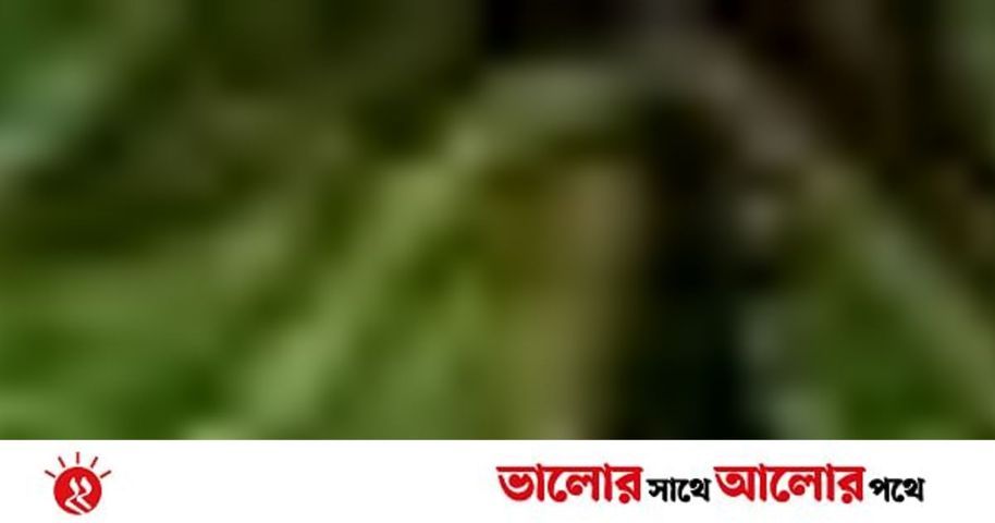 লিচুর পুষ্টিগুণ | প্রথম আলো