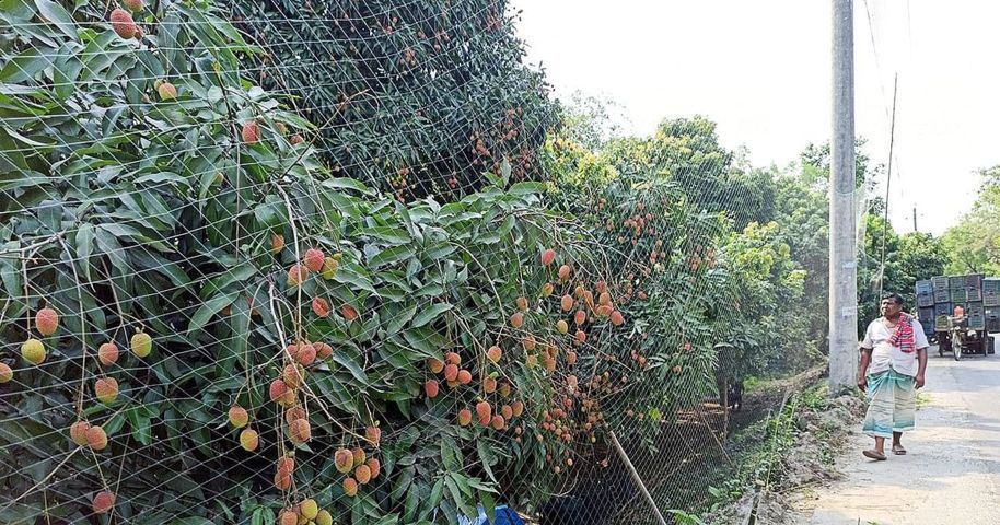 লিচুর ফলনে বিপর্যয়, লোকসানে চাষিরা | প্রথম আলো