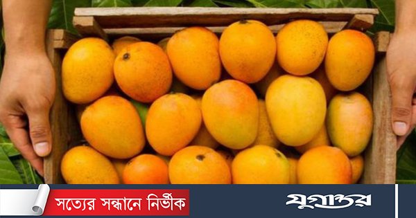 আম কেমিক্যাল মুক্ত কিনা চিনবেন যেভাবে