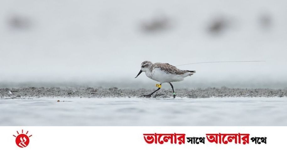 বাংলাদেশে যাতায়াতে যে পাখি পাড়ি দেয় ২০ হাজার কিলোমিটার পথ | প্রথম আলো