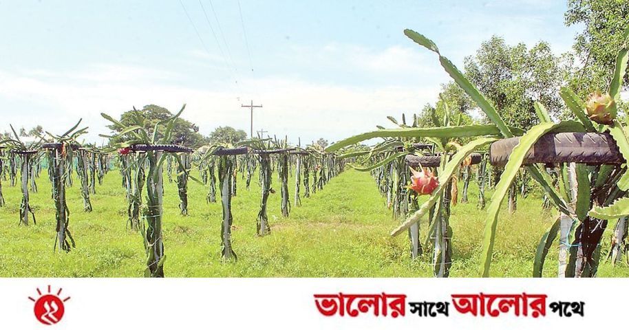 পতিত জমিতে ড্রাগন ফলের চাষ | প্রথম আলো