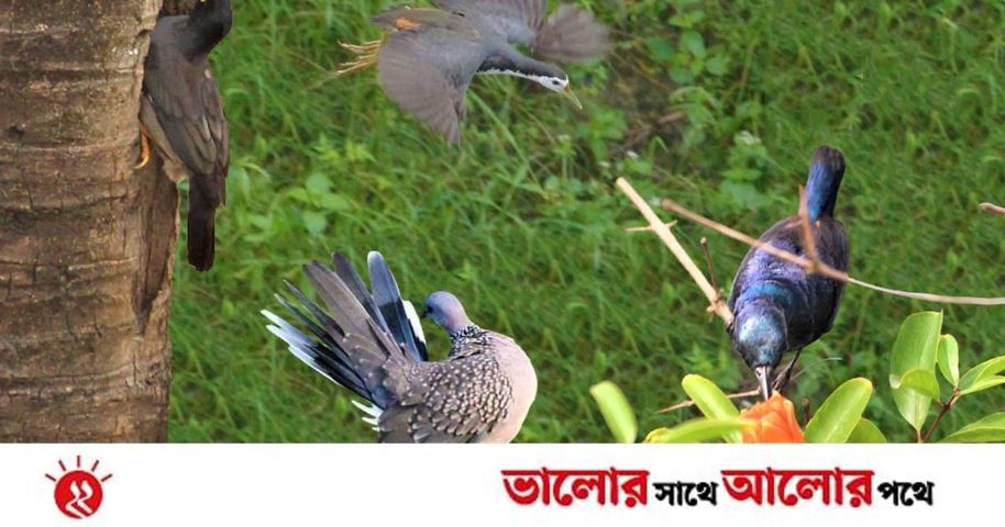 বাসা থেকে তুলেছি ৫০ প্রজাতির পাখির ছবি | প্রথম আলো