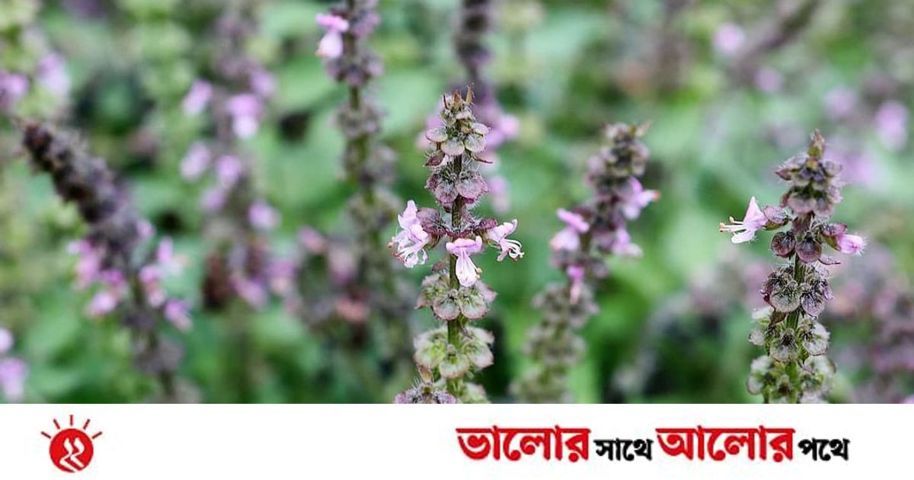 তুলসী পাতার গুণাগুণ | প্রথম আলো