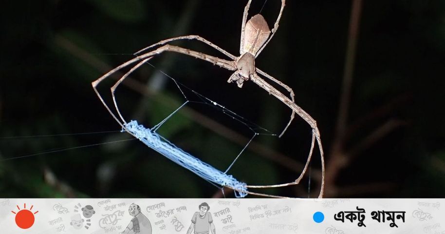 ভিডিওতে দেখুন বিচিত্র এক মাকড়সা কীভাবে জাল ছুড়ে দিয়ে শিকার ধরে  | প্রথম আলো