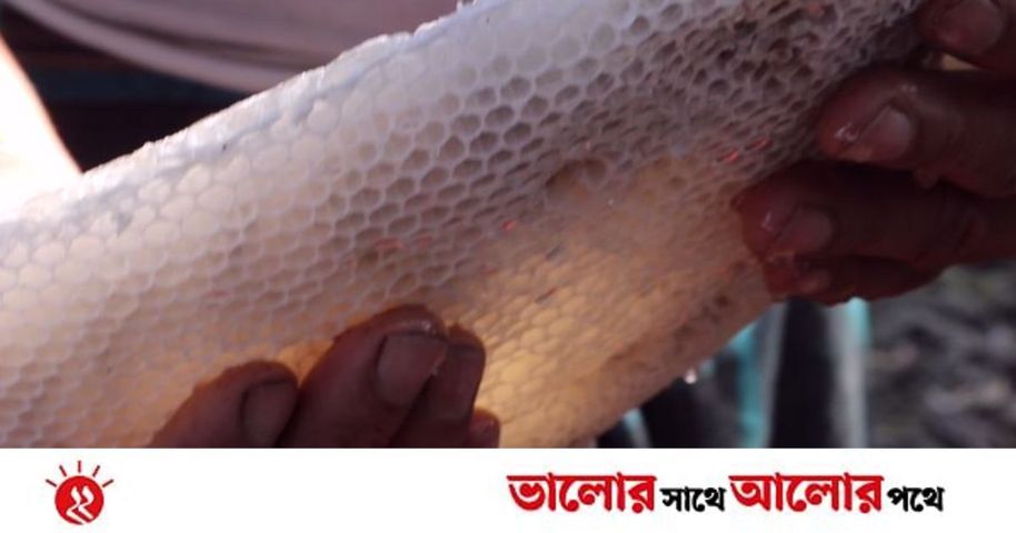 মধু উপকারী, তবে হতে হবে খাঁটি | প্রথম আলো