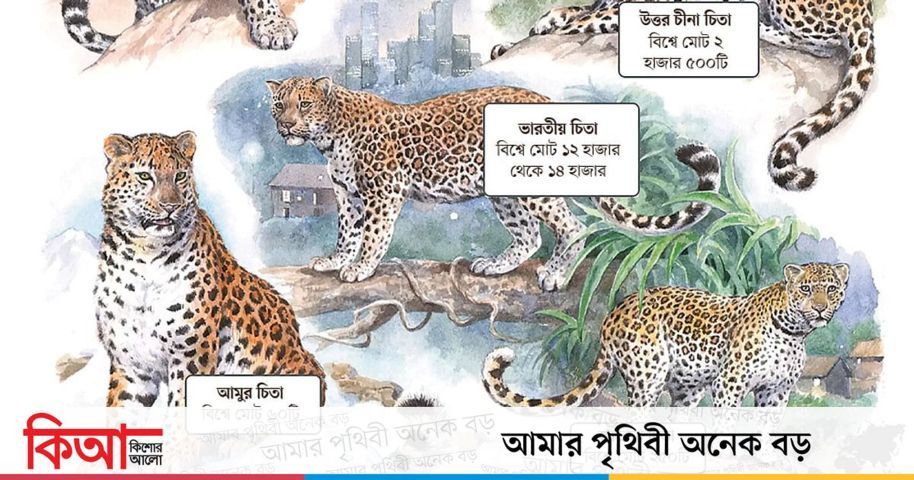 চিতার সংখ্যাতত্ত্ব | কিশোর আলো