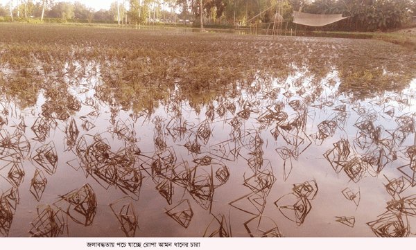 বেড়িবাধের ভাঙ্গা সংস্কার না করায় ৪’শ একর আমন নষ্ট | বাঙলা প্রতিদিন ২৪.কম