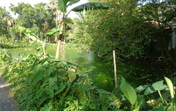 ঘনবসতিপূর্ণ এলাকায় মুরগির খামার, বিষ্ঠার দুর্গন্ধে অতিষ্ঠ এলাকাবাসী | বাঙলা প্রতিদিন ২৪.কম