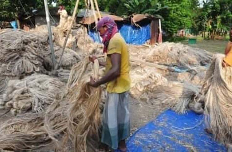 সোনালী আশঁ পাটের দাম ভালো পাওয়ায় কৃষকের মুখ হাসি | বাঙলা প্রতিদিন ২৪.কম