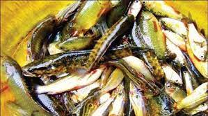 বরগুনায়  দেশি মাছ রক্ষায় উদ্যোগ | জাতীয়
