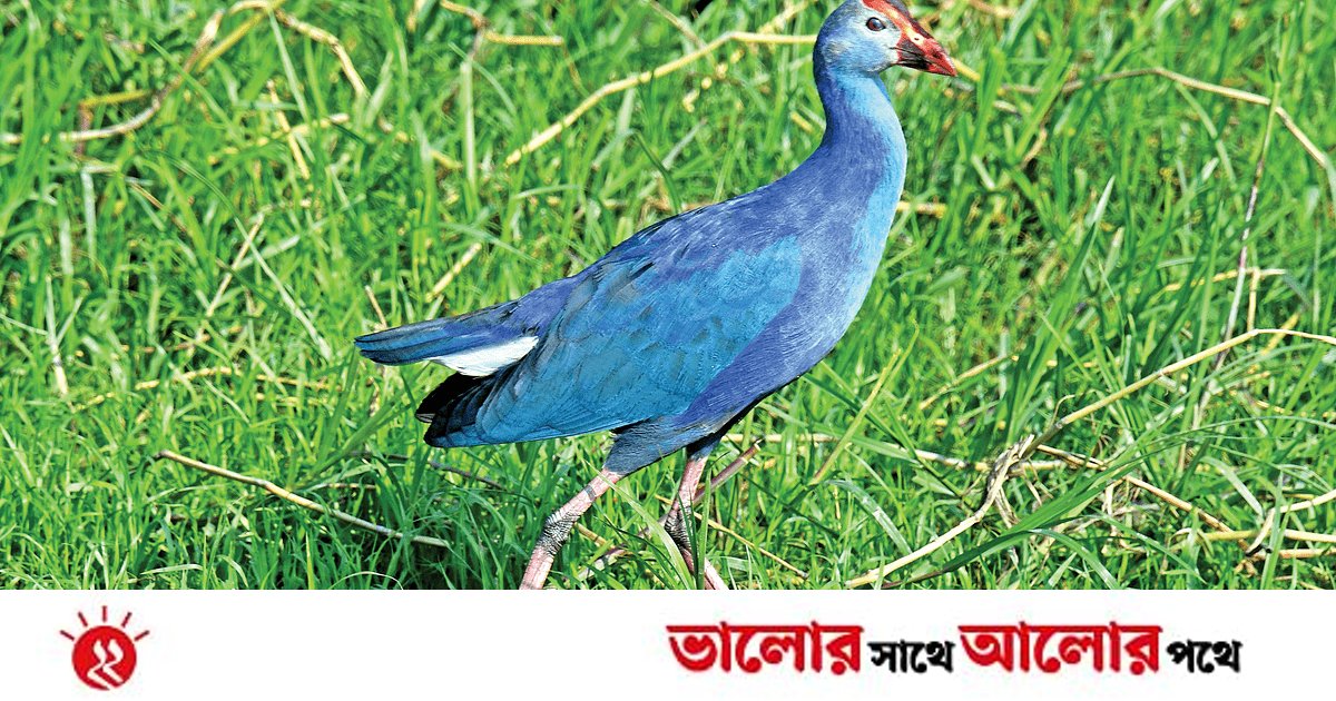 কালেম পাখির কথা | প্রথম আলো