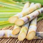 mr sugarcane