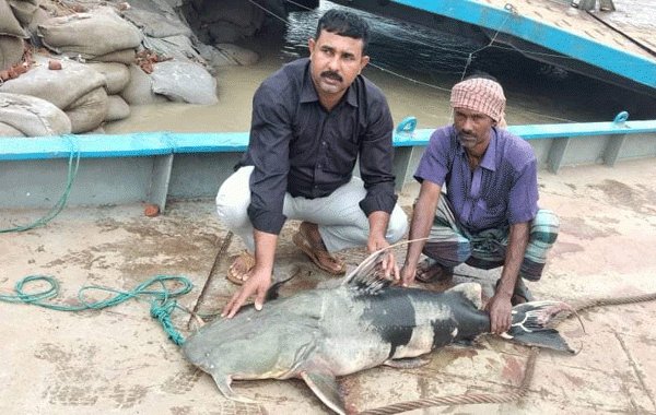 পদ্মায় জেলের জালে ৩৯ কেজি বাঘাইড় মাছ | বাঙলা প্রতিদিন ২৪.কম