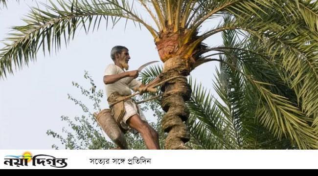 নিপাহ্‌ ভাইরাস : খেজুরের রস খাওয়ার আগে সতর্ক থাকতে যা করণীয়
