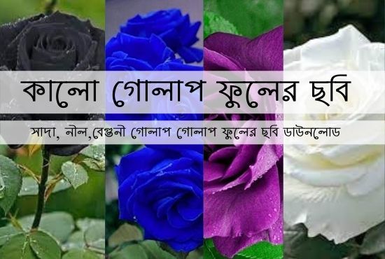 কালো গোলাপ ফুলের ছবি: সাদা, নীল,বেগুনী গোলাপ গোলাপ ফুলের ছবি ডাউনলোড - Beginer Studio