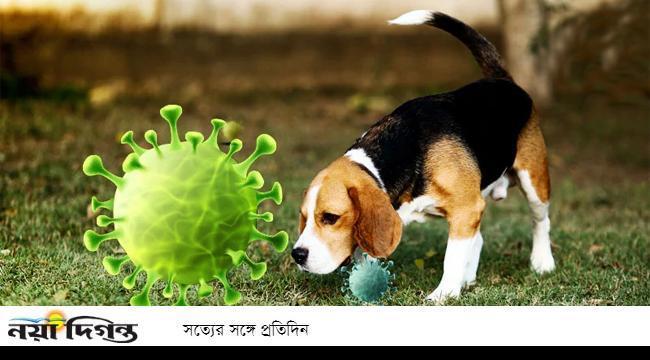 গন্ধ শুঁকেই করোনা রোগী চিহ্নিত করবে কুকুর, দাবি বিজ্ঞানীদের