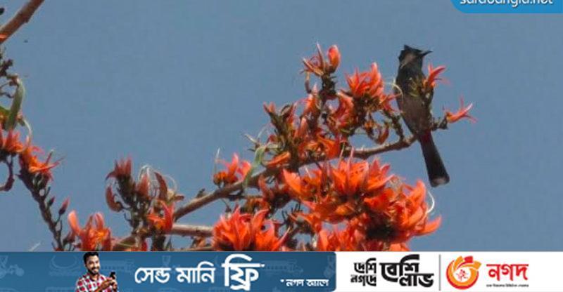 পলাশ-শিমুলের অপরূপ সাজে কক্সবাজার মেরিন ড্রাইভ