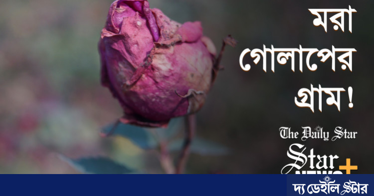 ছত্রাকের আক্রমণে গোলাপ গ্রামে লাখ টাকার ক্ষতি | The Daily Star Bangla