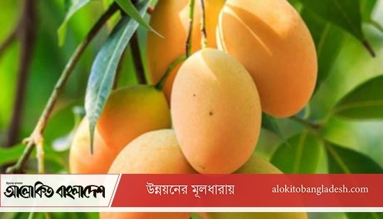 পাকা মিষ্টি আম কিনবেন যা দেখে | লাইফস্টাইল