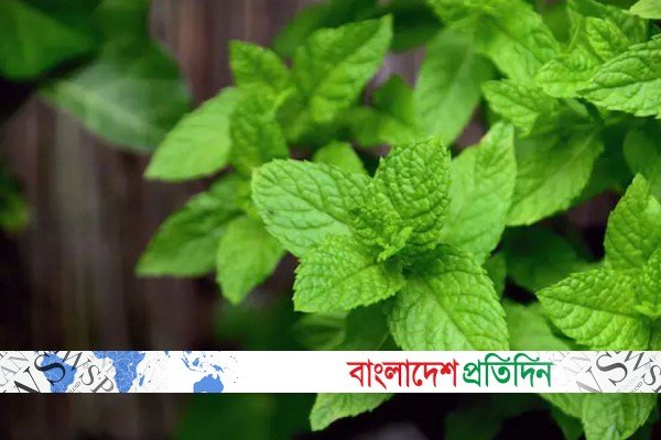 জেনে নিন পুদিনা পাতার উপকারিতা ও ব্যবহার | Online Version