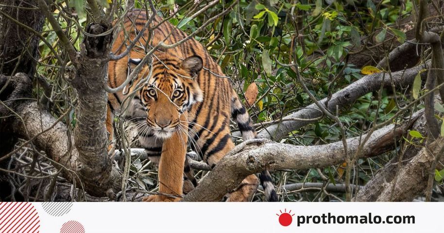 সুন্দরবনে বাঘের মুখোমুখি এক ঘণ্টা | প্রথম আলো