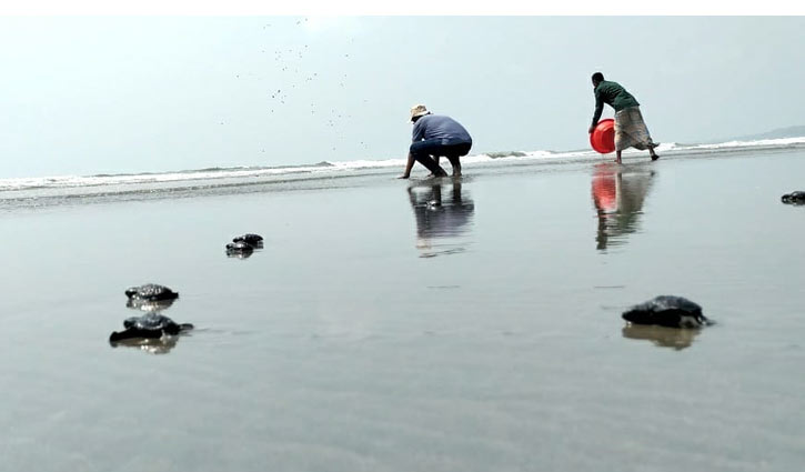 কক্সবাজার উপকূলে ৬৫টি কাছিমের বাচ্চা অবমুক্ত | Daily Nabochatona