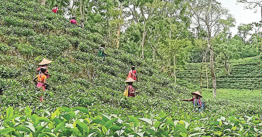 চা–বাগানের নারী কর্মীদের জীবন যেমন | প্রথম আলো