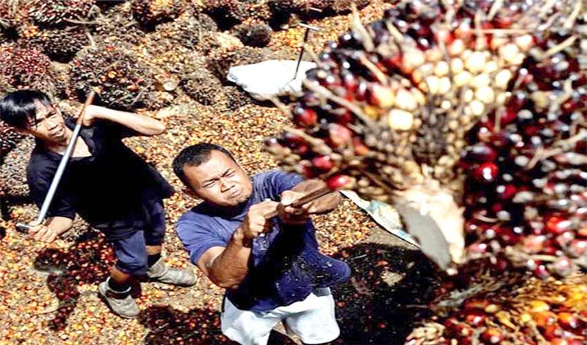 পাম অয়েল নিষেধাজ্ঞা প্রত্যাহার করছে ইন্দোনেশিয়া