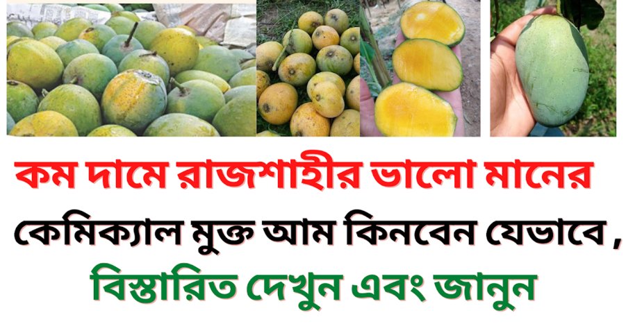কম দামে রাজশাহীর ভালো মানের কেমিক্যাল মুক্ত আম কিনবেন যেভাবে ,বিস্তারিত দেখুন এবং জানুন  rajshahir mango low price Purchase tips