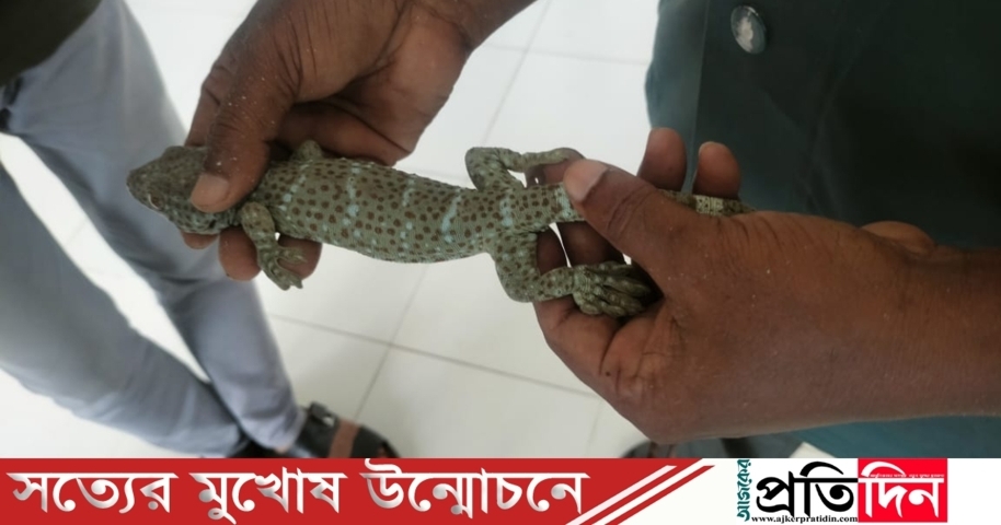 বাগেরহাটে একটি তক্ষক উদ্ধার