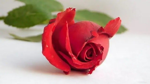 জন্মদিনের উপহার গোলাপ ফুল ~ Love Story Bangla