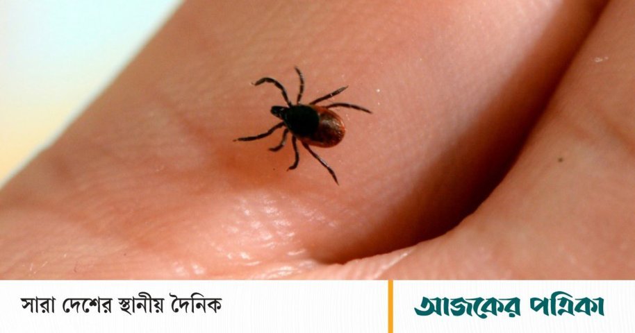 বিশ্বে ১৪ শতাংশেরও বেশি মানুষ লাইম রোগে আক্রান্ত