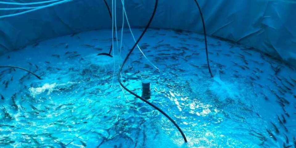 Biofloc in Bangladesh