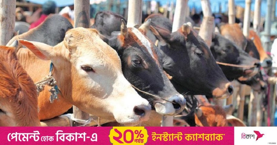 কোরবানি পশু কিনতে যেসব সর্তকতা অবলম্বন করবেন