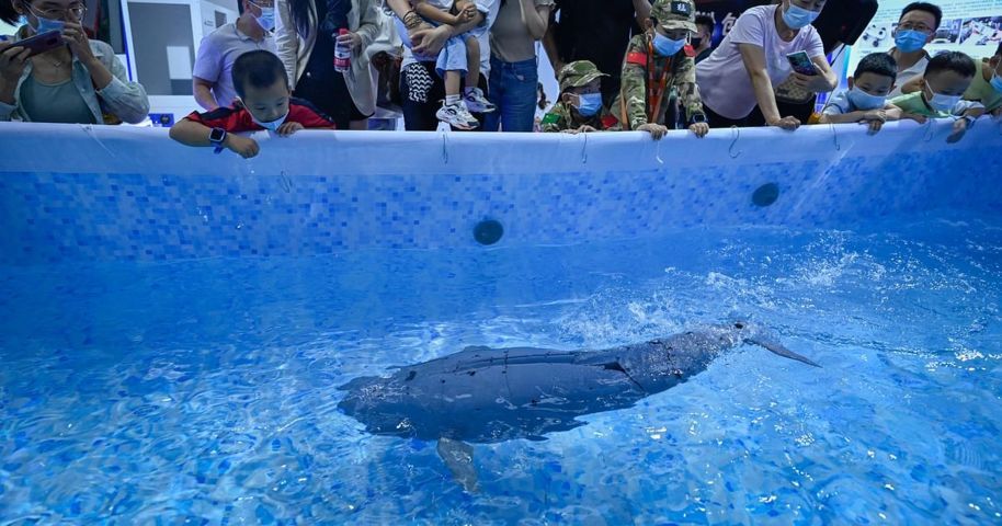 robot, fish: এবার রোবট মাছ | প্রথম আলো