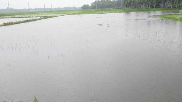 সেচ বন্ধ করার কারণে তলিয়ে গেছে আমন ধান