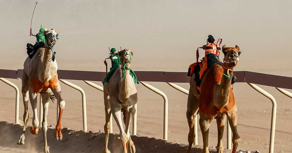 ছবিতে রোবট জকি | প্রথম আলো