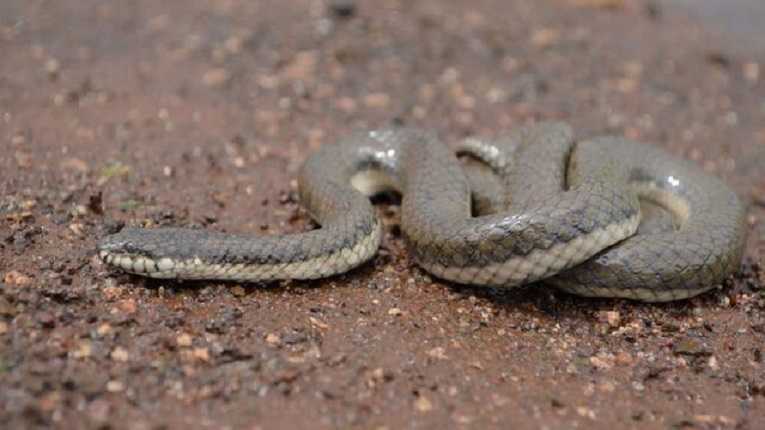 কুয়াকাটা সৈকতে ভেসে এল উজ্জ্বল প্যারাবন সাপ - Nobokontho24 বরিশাল