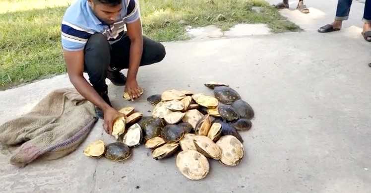 কলাপাড়ায় যাত্রীবাহী বাস থেকে ৫০ কচ্ছপ উদ্ধার - Nobokontho24