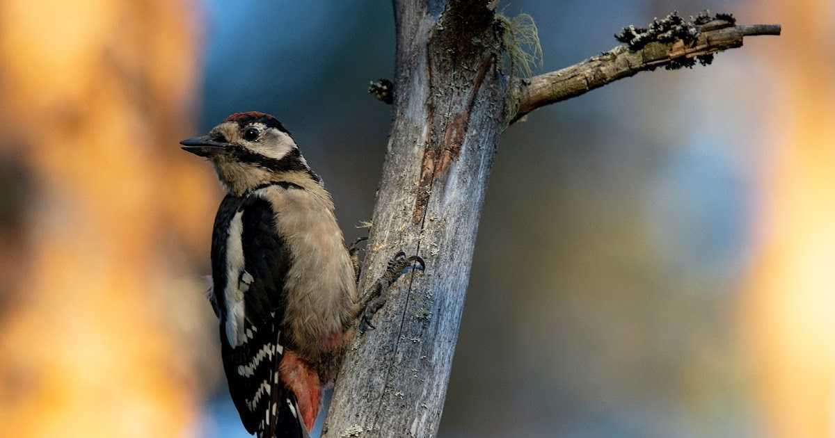 New Birds Photography - Love Story BD - ভালোবাসার গল্প