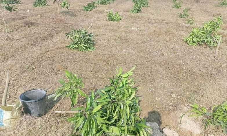 নিয়ামতপুরে কৃষকের ৪০০ গাছ কেটে ফেলল দূর্বৃত্তরা - Nobokontho24