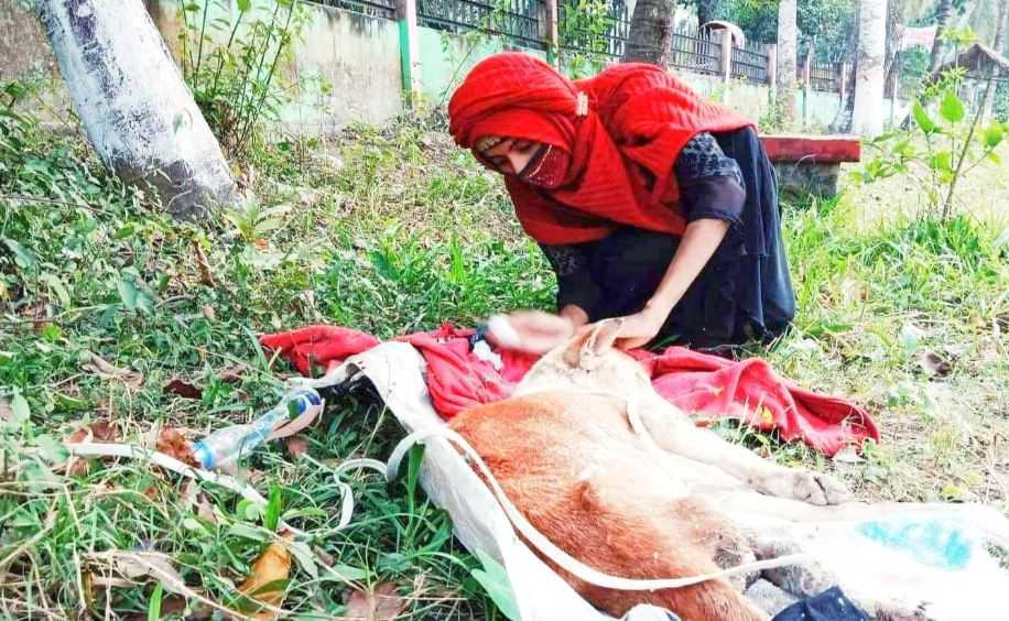 কুকুরের সেবায় ঝালকাঠির তরুণী শাহনাজ মুন - Nobokontho24