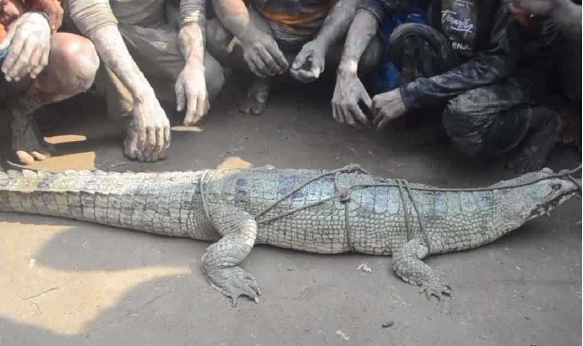 নড়াইলে চিত্রা নদীতে ধরা পড়ল বিরল প্রজাতির কুমির! - Nobokontho24