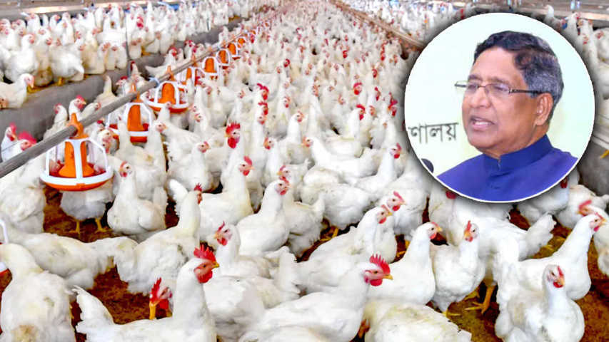 ব্রয়লার মুরগিতে ক্ষতিকর কিছু নেই : কৃষিমন্ত্রী - Nobokontho24