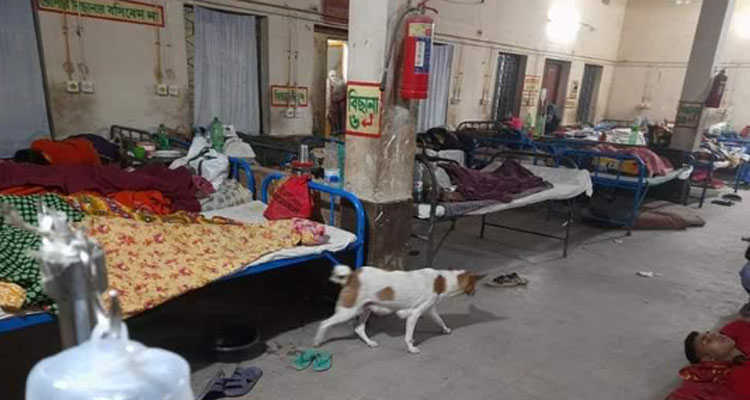 হাসপাতালে রোগীর গা ঘেঁষে ঘুরছে কুকুর, দেখার কেউ নেই - Nobokontho24