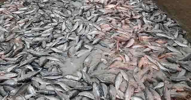 আমতলীতে ৪০০ কেজি জাটকা আটক - Nobokontho24