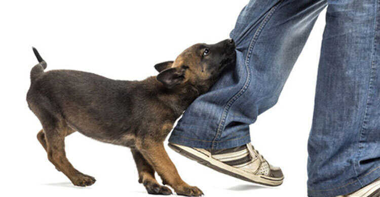 বাউফলে কুকুরের কামড়ে শিশুসহ আহত ৪০ - Nobokontho24