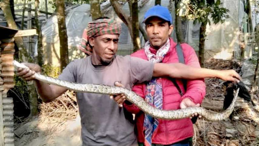 বরগুনায় রান্নাঘরে মিলল ৬ ফুট লম্বা অজগর - Nobokontho24